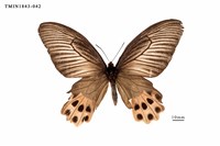 藏品(曙鳳蝶)的圖片